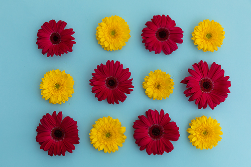 Yellow and red gerbera flowers arranged in rows on blue background. flower spring summer nature freshness copy space.