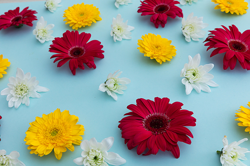 Yellow and red gerberas and white flowers on blue background. flower spring summer nature freshness copy space.