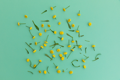 Multiple yellow flowers and leaves scattered on green background. flower spring summer nature freshness copy space.