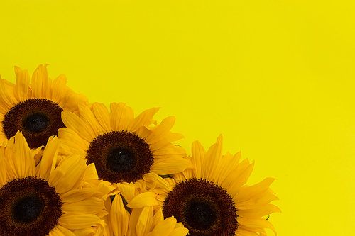 Bunch of sunflowers in bottom left corner on yellow background. flower spring summer nature freshness copy space.