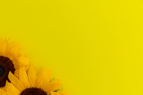 Two sunflowers in bottom left corner on yellow background. flower spring summer nature freshness copy space.