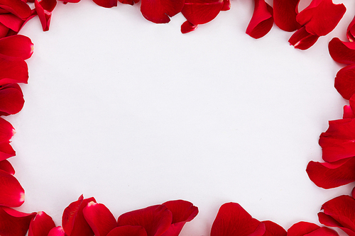 Frame of multiple red rose petals on white background. valentine's day romance love flower copy space concept.