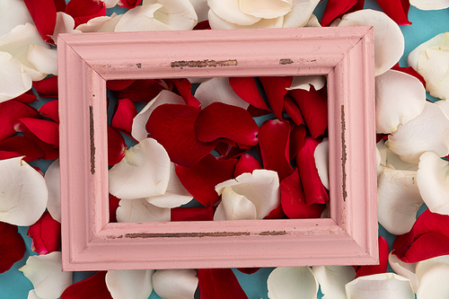Close up of white and red rose petals with pink rustic frame on blue background. valentine's day romance love flower copy space concept.