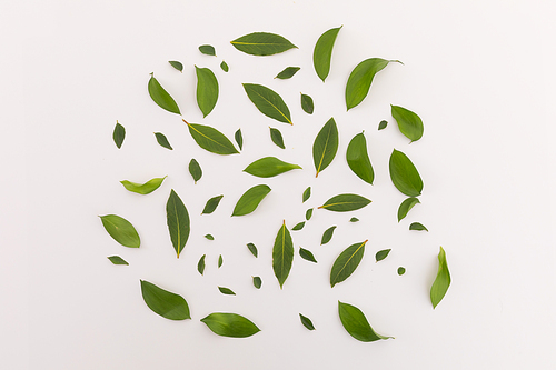 Group of multiple green leaves scattered in circle on white background. nature plant freshness growth spring summer concept.
