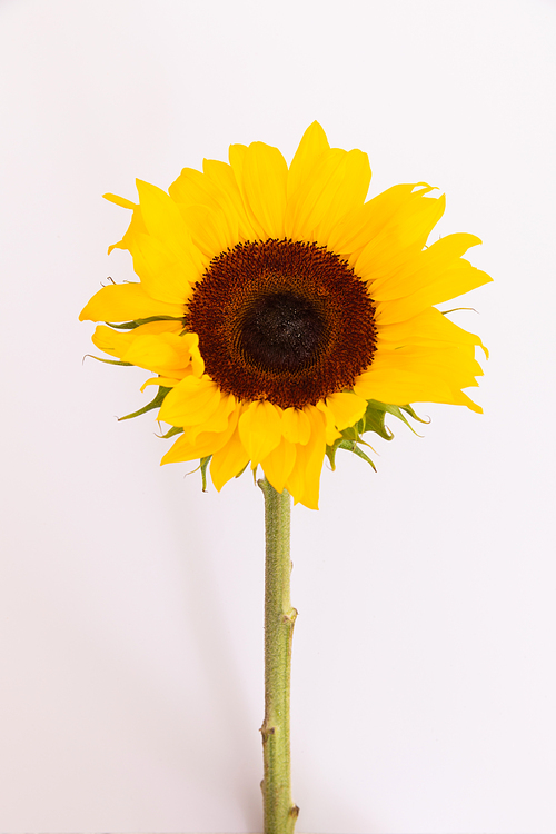 Close up of fresh summer sunflower lying on white background. nature spring summer freshness yellow flower copy space.