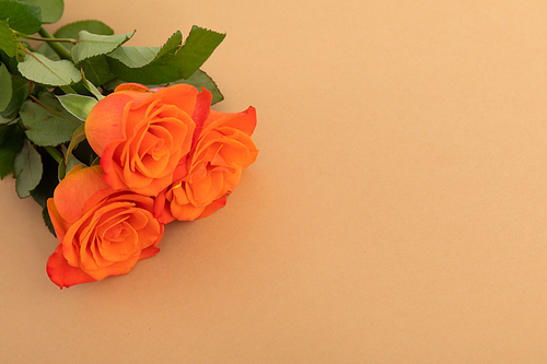 Three fresh orange roses lying on orange background. celebration romance flower nature freshness copy space.