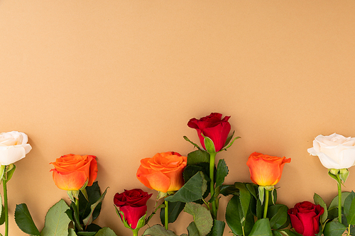 Red, white and orange roses at the bottom on orange background. celebration romance flower nature freshness copy space.