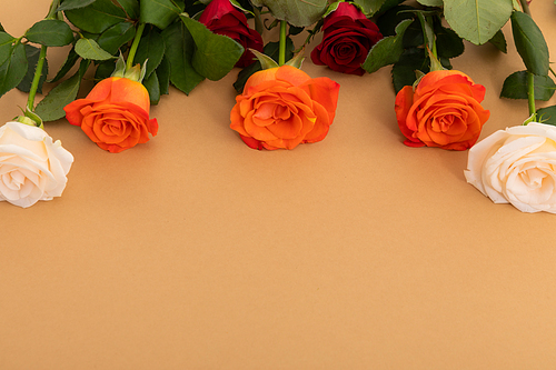 Red, white and orange roses at the top on orange background. celebration romance flower nature freshness copy space.