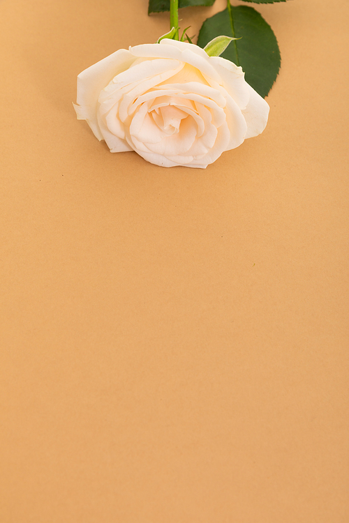 White rose at the top on orange background with space below. celebration romance flower nature freshness copy space.