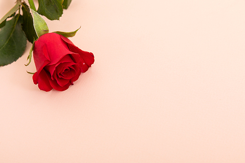 Red rose in top left corner on pink background. celebration romance flower nature freshness copy space.
