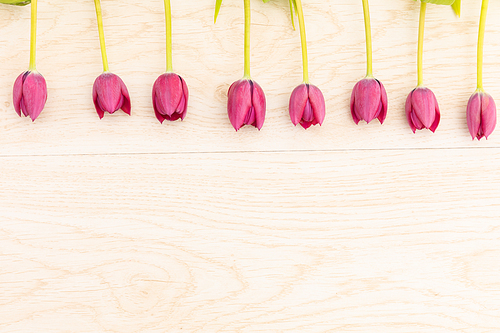 Pink tulips in a row at the top on wooden background. celebration romance flower spring nature freshness copy space.