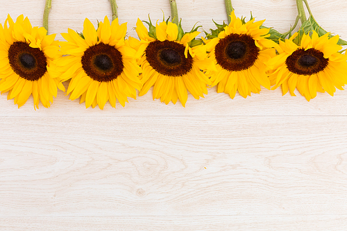 Sunflowers in a row at the top on wooden background. flower spring summer nature freshness copy space.
