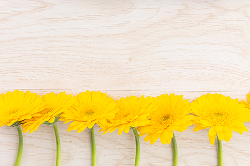Yellow gerbera flowers in a row at the bottom on wooden background. flower spring summer nature freshness copy space.