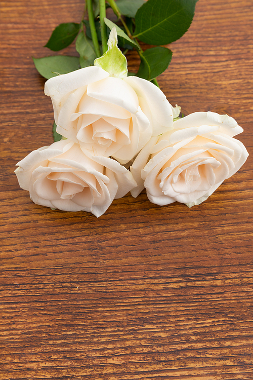 Close up of three white roses lying on wooden background. flower spring summer nature freshness copy space.