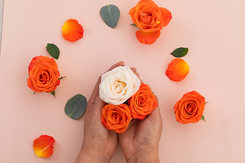 Person holding white and orange roses and orange roses on pink background. flower nature freshness copy space.