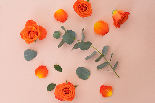 High angle view of orange roses and leaves on pink background. flower spring summer nature freshness copy space.
