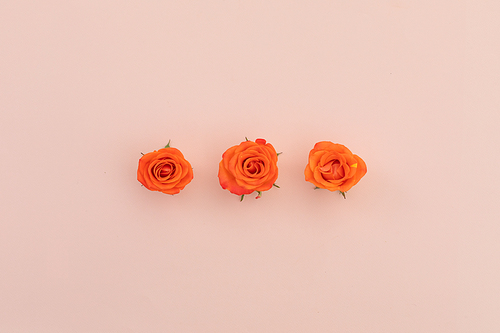Three orange roses in a row lying on pink background. flower nature freshness copy space.
