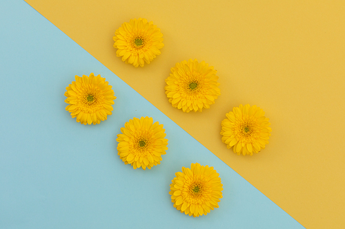 Six yellow gerberas on blue and yellow diagonally divided background. flower spring summer nature freshness copy space.