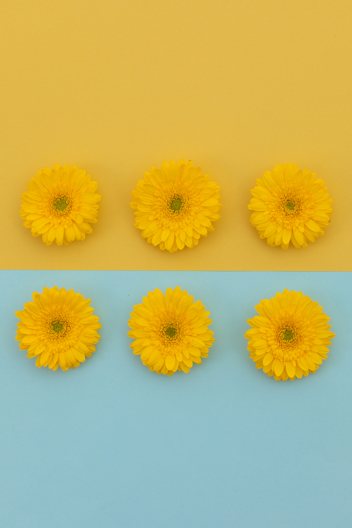 Six yellow gerberas on blue and yellow divided background. flower spring summer nature freshness copy space.