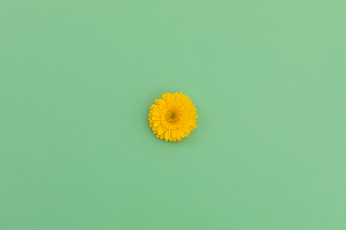 One yellow gerbera flower lying on green background. flower spring summer nature freshness copy space.