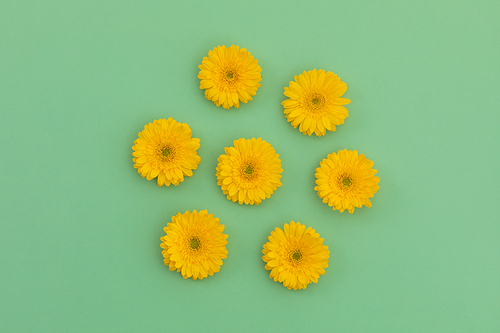 Seven yellow gerbera flowers lying on green background. flower spring summer nature freshness copy space.