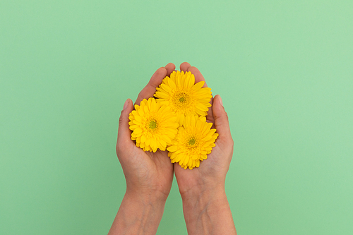 Person holding three yellow gerbera flowers lying on green background. flower spring summer nature freshness copy space.