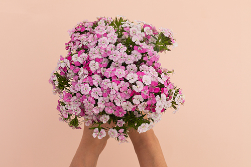 Person holding bunch of pink flowers lying on pink background. flower spring summer nature freshness copy space.
