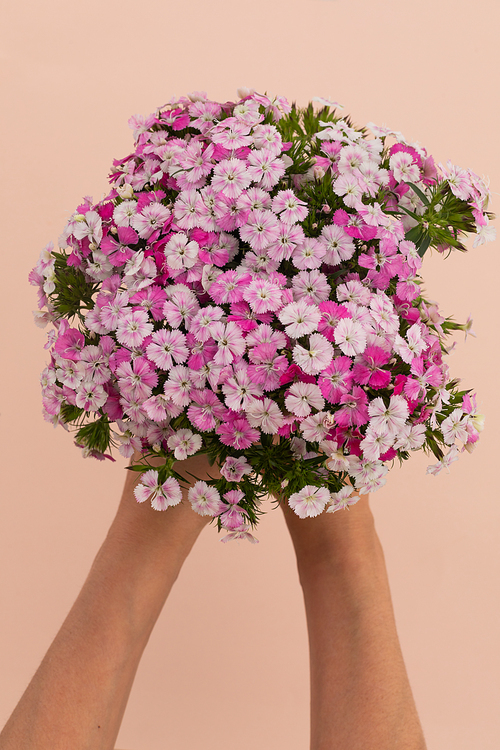 Person holding bunch of pink flowers lying on pink background. flower spring summer nature freshness.