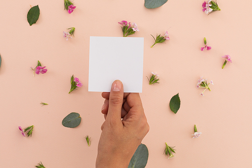 Person holding white paper over flowers and petals on pink. flower spring summer nature freshness copy space.