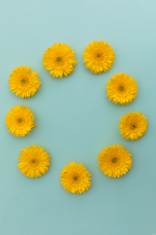 Yellow gerbera flowers arranged in circle on blue background. flower spring summer nature freshness copy space.