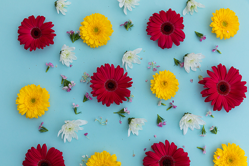 Yellow and red gerberas and white flowers on blue background. flower spring summer nature freshness copy space.