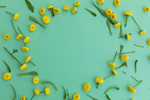 Multiple yellow flowers and leaves forming circle on green background. flower spring summer nature freshness copy space.