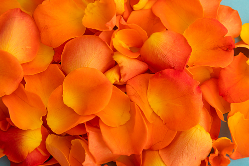 Close up of orange rose petals on blue background. valentine's day romance love flower concept.