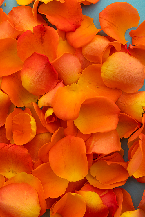 Close up of orange rose petals on blue background. valentine's day romance love flower concept.