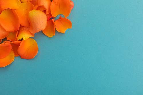 Close up of orange rose petals on blue background. valentine's day romance love flower copy space concept.