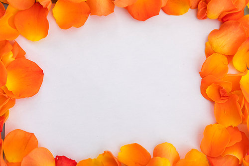 Frame of multiple orange rose petals on white background. valentine's day romance love flower copy space concept.