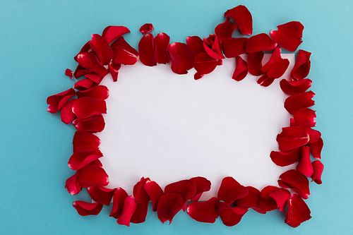 Frame of multiple orange rose petals with white background on blue. valentine's day romance love flower copy space concept.