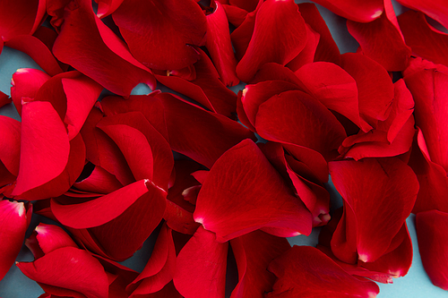Close up of red rose petals on blue background. valentine's day romance love flower concept.