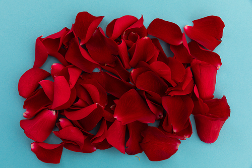 Close up of red rose petals arranged on blue background. valentine's day romance love flower concept.