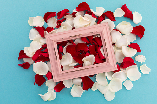 White and red rose petals with pink rustic frame on blue background. valentine's day romance love flower copy space concept.