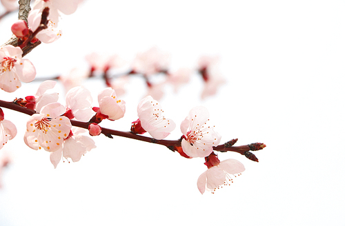 단독사진 사물 꽃 매화16 (yuni)