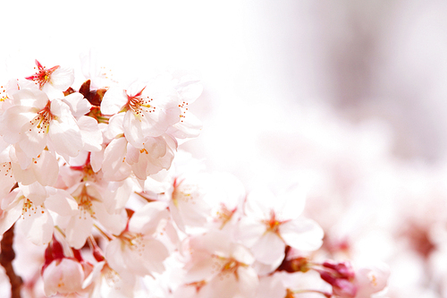 단독사진 사물 꽃 벚꽃 (yuni)