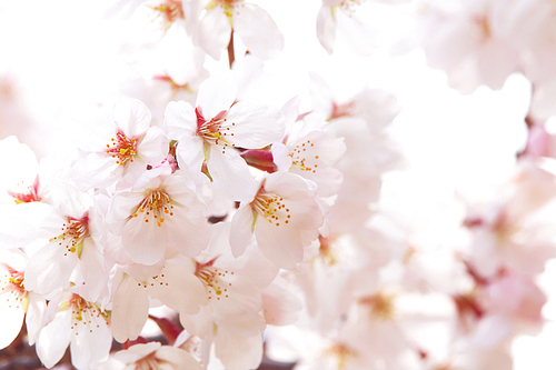 단독사진 사물 꽃 벚꽃1 (yuni)