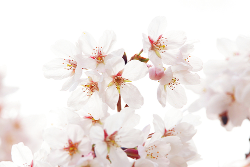 단독사진 사물 꽃 벚꽃2 (yuni)