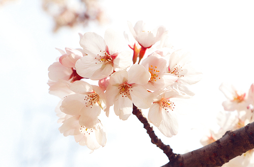 단독사진 사물 꽃 벚꽃3 (yuni)