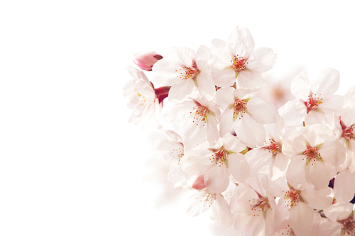 단독사진 사물 꽃 벚꽃4 (yuni)