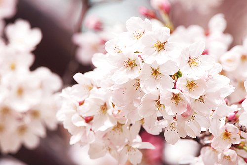 단독사진 사물 꽃 벚꽃5 (yuni)
