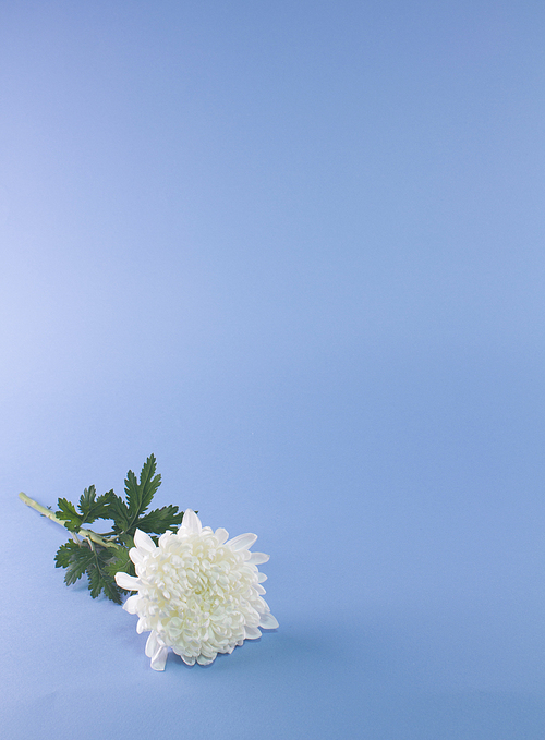 단독사진 사물 꽃 국화8 (하니양)