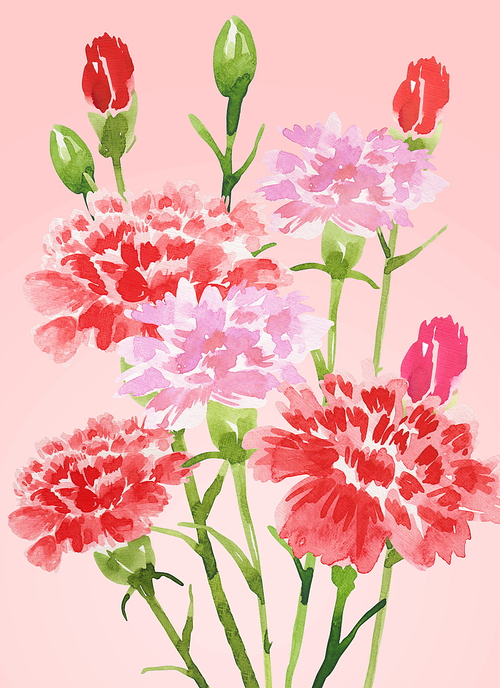 Illustration_carnation1