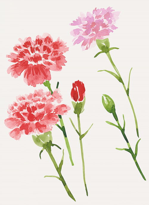 Illustration_carnation9